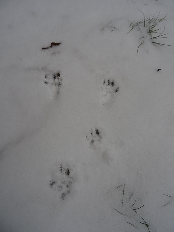 orme di scoiattolo sulla neve......